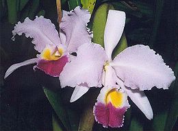 orhidea_trianae.jpg